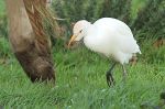 Héron gardebœuf - Bubulcus ibis .JPG