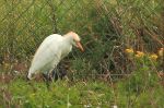 Héron gardebœuf - Bubulcus ibis _ fin nuptial.JPG