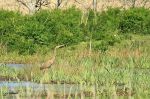 Héron pourpré - Ardea purpurea