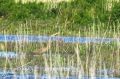 Héron pourpré - Ardea purpurea _ -