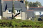 Héron pourpré - Ardea purpurea _ en vol