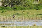 Héron pourpré - Ardea purpurea _ se posant