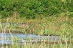 Héron pourpré(Purple heron) - Ardea purpurea_ 