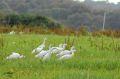 Hérons gardebœufs - Bubulcus ibis _