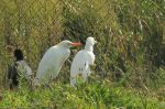 Hérons gardebœufs - Bubulcus ibis _ fin nuptial.JPG