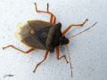 Hétéroptère_Pentatomidae - Pentatoma rufipes_