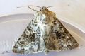 Hecatera bicolorata - La Noctuelle sereine _ Noctuidae