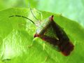 Heteroptera_Acanthosomatidae - Acanthosoma haemorrhoidale