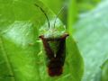 Heteroptera_Acanthosomatidae - Acanthosoma haemorrhoidale_