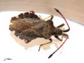 Heteroptera_Coreidae - Coreus marginatus