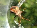 Heteroptera_Coreidae - Coreus marginatus