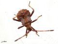 Heteroptera_Coreidae - Coreus marginatus (2)