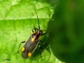 Heteroptera_Miridae - Capsodes flavomarginatus _