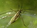 Heteroptera_Miridae - Leptopterna dolabrata