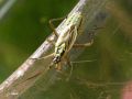 Heteroptera_Miridae - Leptopterna dolabrata_