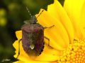 Heteroptera_Pentatomidae - Dolicoris baccarum