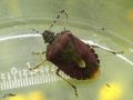 Heteroptera_Pentatomidae - Dolicoris baccarum_ 
