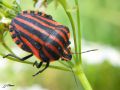 Heteroptera_Pentatomidae - Graphosoma italicum