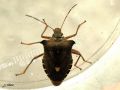 Heteroptera_Pentatomidae - Pentatoma rufipes