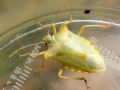 Heteroptera_Pentatomidae - Pentatoma rufipes _