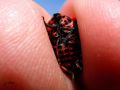 Heteroptera_Pentatomidae_ Punaise - Graphosoma italicum _ dessous