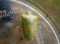 Heteroptera_ Pentatomidae - Pentatoma rufipes -_