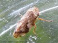 Homoptera (cercope) - Aphrophora alni _ Aphrophoridae
