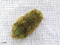Homoptera_Cicadellidae - Ledra aurita_ larve