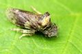 Homoptera_Cicadellidae - Ledra aurita _ Le Grand diable_