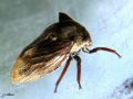 Homoptera_Membracidae - Centrotus cornutus_