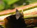 Homoptera_Membracidae - Centrotus cornutus ( le demi-diable)