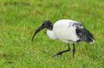 Ibis sacré - Threskiornis aethiopicus