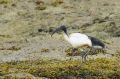 Ibis sacré - Threskiornis aethiopicus _
