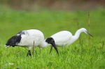 Ibis sacré et Aigrette garzette _ Loctudy