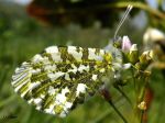 L‘Aurore de la Cardamine - Anthocaris cardamines _ femelle dessous
