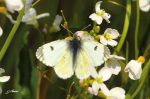 L‘Aurore de la cardamine - Anthocaris cardamines _ femelle