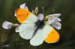 L‘Aurore de la cardamine - Anthocaris cardamines _ mâle