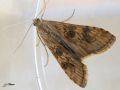 Lépidoptère_Crambidae - Nomophila noctuella