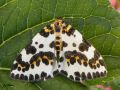 Lépidoptère_Geometridae - Abraxas grossulariata _ La Xérène du Groseillier_