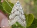 Lépidoptère_Geometridae - Aplocera sp (voir la Petite rayure)