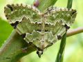 Lépidoptère_Geometridae - Colostygia pectinataria