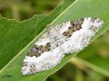 Lépidoptère_Geometridae - Epirrhoe alternata _ L‘Alternée