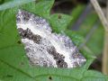 Lépidoptère_Geometridae - Epirrhoe alternata _ L‘Alternée, La Phalène du-pied-de-lion