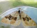 Lépidoptère_Geometridae - Xanthorhoe montanata_La Mélanthie montagnarde