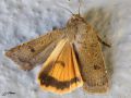 Lépidoptère_Noctuidae - Noctua comes _ La Hulotte