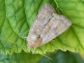 Lépidoptère_Noctuidae - Noctua comes _ La Hulotte