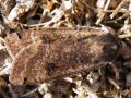 Lépidoptère_Noctuidae - Noctua pronuba _ Le Hibou 