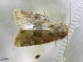 Lépidoptère_Noctuidae - Oligia sp (fasciuncula)