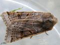 Lépidoptère_Noctuidae - Omphaloscelis lunosa _ L‘Omphaloscélis à lunule , La Xantie lunulée 