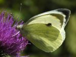 Lépidoptère_Pieridae - Pieris brassicae _ La Piéride du chou